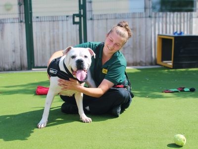 Nala | American Bulldog | Manchester - 5