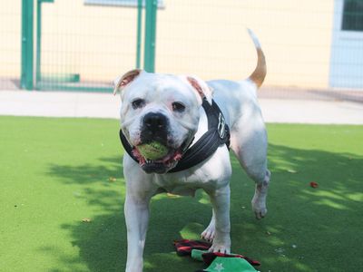 Nala | American Bulldog | Manchester - 3