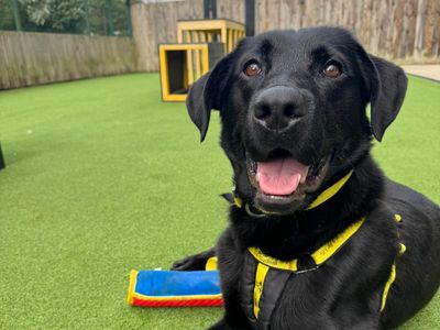 Arlo | Retriever (Labrador) Cross | Canterbury - 2