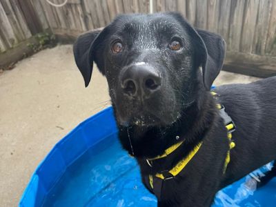 Arlo | Retriever (Labrador) Cross | Canterbury - 3