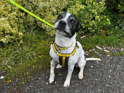 Jeff | Terrier (Staffordshire Bull) | Canterbury - 3