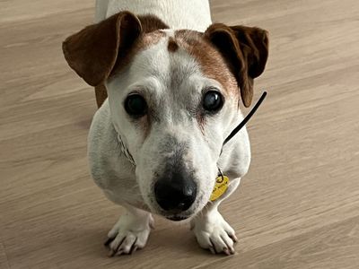 Mouse | Terrier (Jack Russell) | Leeds - 1