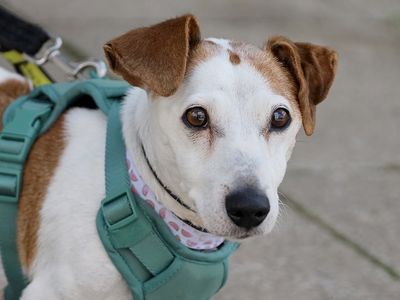 Mouse | Terrier (Jack Russell) | Leeds - 5