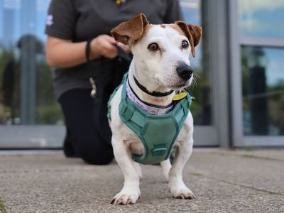 Mouse | Terrier (Jack Russell) | Leeds - 3