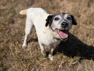 Rum | Terrier (Jack Russell) | Cardiff - 3