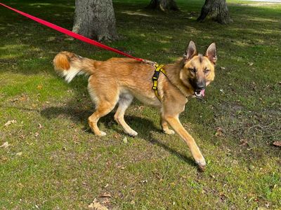 Toby | Belgian Shepherd Dog (Malinois) Cross | Canterbury - 3