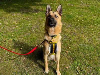 Toby | Belgian Shepherd Dog (Malinois) Cross | Canterbury - 2