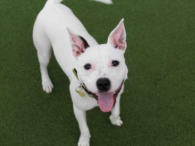 Evie | Terrier (Staffordshire Bull) Cross | Glasgow - 3