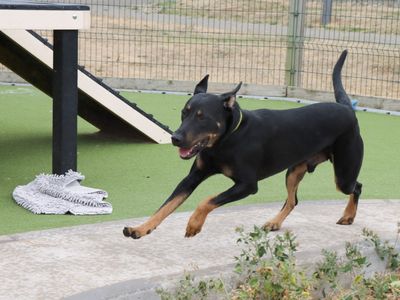 Zeus | Italian Corso Dog Cross | Evesham (Worcestershire) - 3