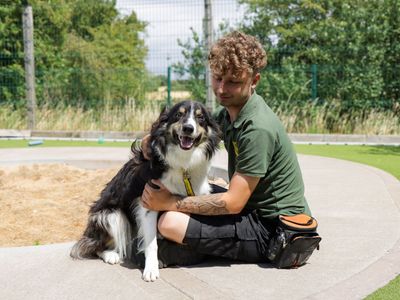 Max | Collie (Border) | Evesham (Worcestershire) - 3