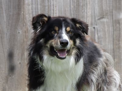Max | Collie (Border) | Evesham (Worcestershire) - 1