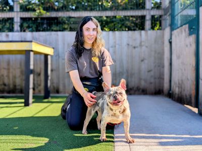 Boggle | French Bulldog | Cardiff - 5