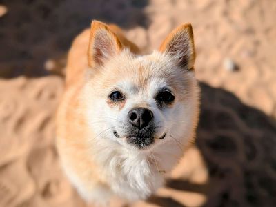 Jenga | Pomeranian Cross | Cardiff - 5