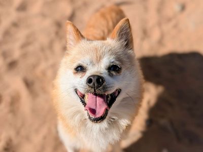 Jenga | Pomeranian Cross | Cardiff - 3