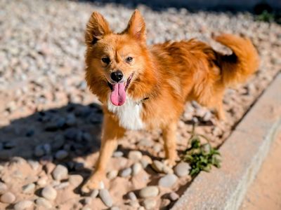 Cluedo | Pomeranian Cross | Cardiff - 5