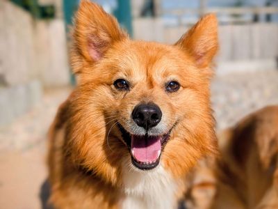 Cluedo | Pomeranian Cross | Cardiff - 3