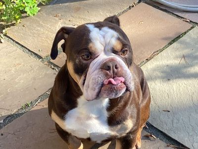 Ronnie | Bulldog | Manchester - 3