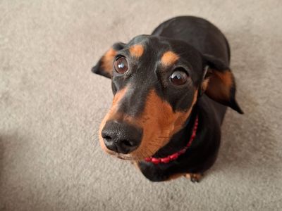 Pepper | Dachshund (Miniature Smooth Haired) | Loughborough - 3
