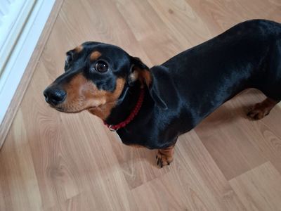 Pepper | Dachshund (Miniature Smooth Haired) | Loughborough - 2
