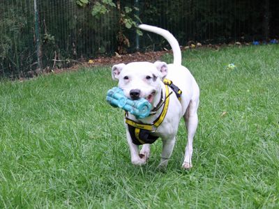 Rocco | Terrier (Staffordshire Bull) Cross | Merseyside (Liverpool) - 2