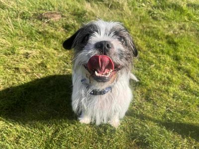 Aurora | French Bulldog Cross | Leeds - 2