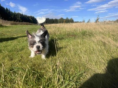 Aurora | French Bulldog Cross | Leeds - 3