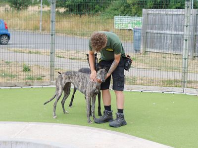 Roo | Greyhound | Evesham (Worcestershire) - 3