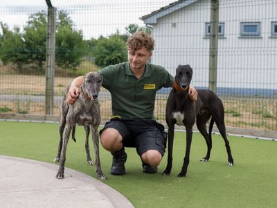 Rodney | Greyhound | Evesham (Worcestershire) - 3