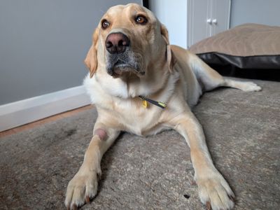 Maverick | Retriever (Labrador) | Ballymena (Northern Ireland) - 1