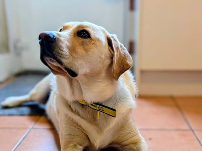 Maverick | Retriever (Labrador) | Ballymena (Northern Ireland) - 3