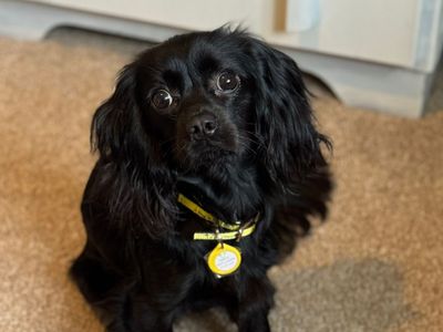 Bruno | Spaniel (Cocker) | Cumbria rehoming - 3