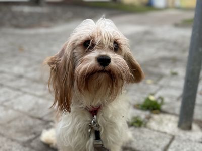 Lily | Spaniel (Cavalier King Charles) | Cumbria rehoming - 2
