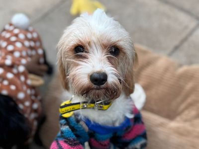 Lily | Spaniel (Cavalier King Charles) | Cumbria rehoming - 3