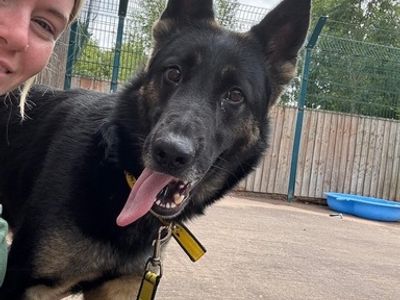 Sky | German Shepherd Dog | Shrewsbury (Shropshire) - 2