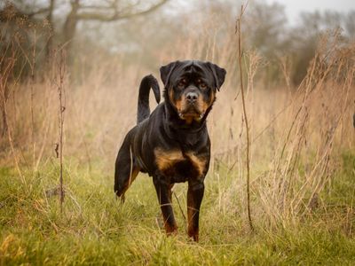 Flossie | Rottweiler | Kenilworth (West Midlands) - 2