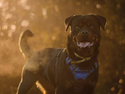 Buffy | Rottweiler | Kenilworth (West Midlands) - 5