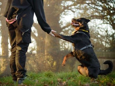 Buffy | Rottweiler | Kenilworth (West Midlands) - 3