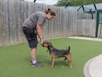 Mary | Terrier (Jack Russell) Cross | Evesham (Worcestershire) - 3