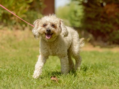 Mabel | Spaniel (Cocker) Cross | Kenilworth (West Midlands) - 2