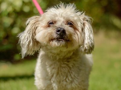 Mabel | Spaniel (Cocker) Cross | Kenilworth (West Midlands) - 3