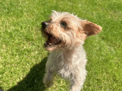 Ayla | Terrier (Yorkshire) | Dundee rehoming - 3