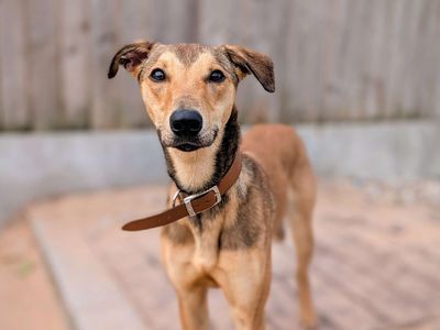 Olive | Lurcher | Cardiff - 3