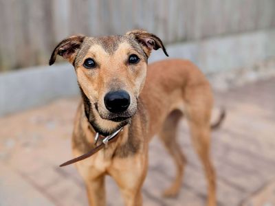Olive | Lurcher | Cardiff - 5