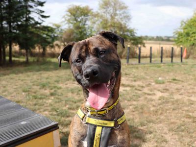 Otis | Crossbreed | Darlington - 2