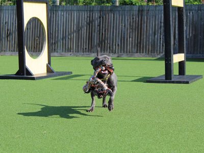 Storm | Terrier (Staffordshire Bull) | Glasgow - 3