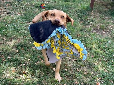 Simba | Retriever (Labrador) | Shrewsbury (Shropshire) - 3