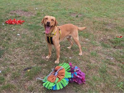 Simba | Retriever (Labrador) | Shrewsbury (Shropshire) - 1