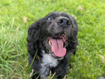 Meg | Spaniel (Cocker) | Bridgend (Wales) - 3