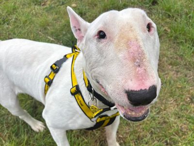 Foley | Terrier (Bull) | Shrewsbury (Shropshire) - 3