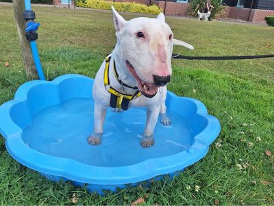 Foley | Terrier (Bull) | Shrewsbury (Shropshire) - 2